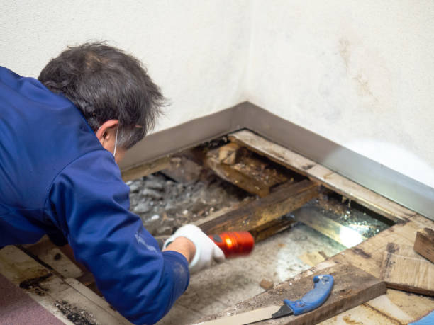 Best Attic Mold Removal  in Barview, OR