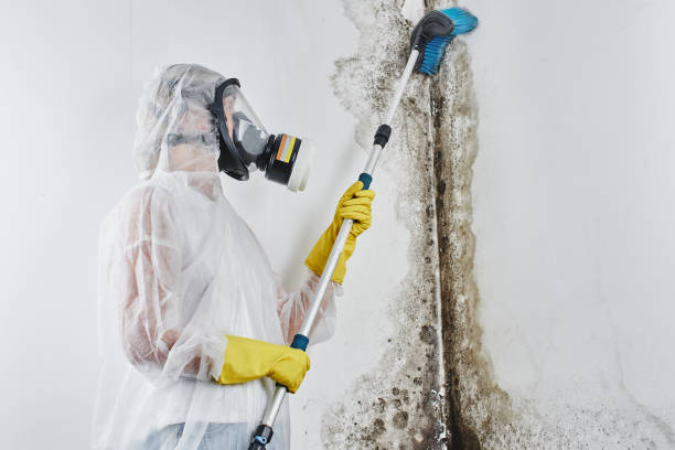 Professional Mold Removal in Barview, OR