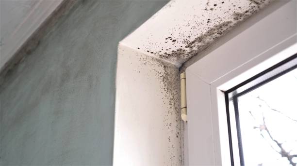 Certified Mold Removal in Barview, OR