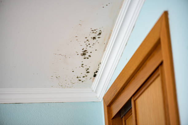 Best Residential Mold Removal  in Barview, OR