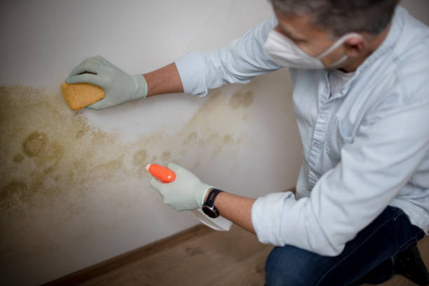 Best Mold Damage Repair  in Barview, OR