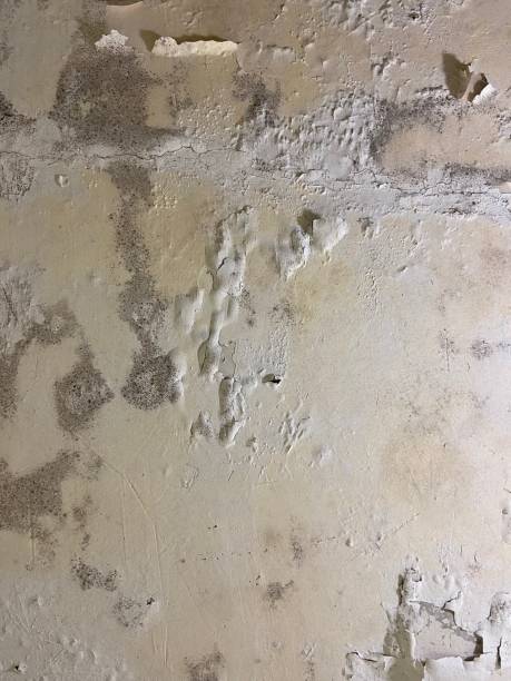 Best Mold Remediation  in Barview, OR