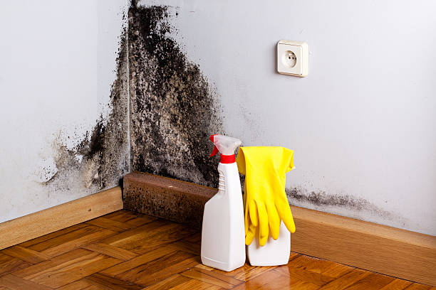Best Professional Mold Removal  in Barview, OR