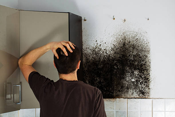 Office Mold Removal Services in Barview, OR