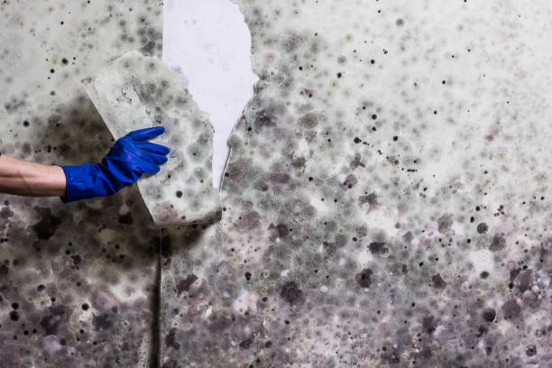 Best Mold Testing  in Barview, OR